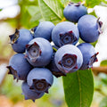 Fast-Growing Blueberry Plant Live for Planting, Blueberry Bushes for Planting, 4"-7" Cold Hardy Blueberries Southern Highbush