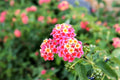 2 Lantana Plants Live, Lantana Live Plants for Planting Outdoors, 4 to 7 Inch Tall, Perennial Plants, Well Rooted, Multicolor Lantana