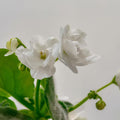 White African Violet Plant Live, White Violet Flower, 3-5 Inches Tall