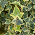 Gold English Ivy Live Plant for Outdoor Indoor Garden, Variegated English Ivy Live Plants, 4 Inch Pot