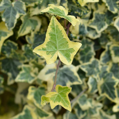 Gold English Ivy Live Plant for Outdoor Indoor Garden, Variegated English Ivy Live Plants, 4 Inch Pot