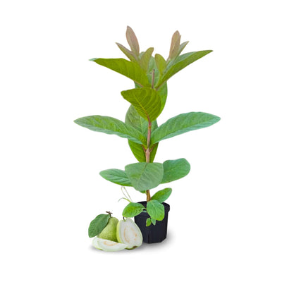 White Guava Tree Live Plant, Guava Plant Live Fruit Tropical Guava Seedling Planting, 4 Inc Potted Garden