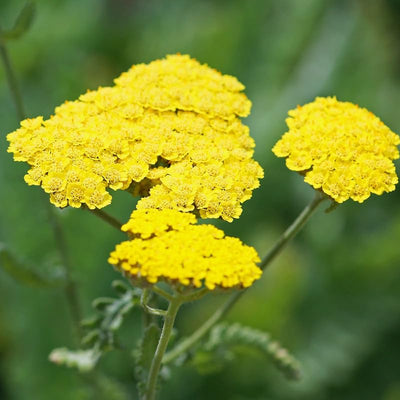 Yarrow Plant, Yellow Yarrow Plant Pot, 2.5 Inches Pot, Yarrow Live Plant for Garden, Live Yarrow Flower Plants Indoor Outdoor