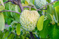 Sugar Apple Tree Live Plant, 5 to 9 Inc Tall, Tropical Custard Apple Fruit Tree, Well Rooted