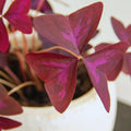 Burgundy Oxalis Plant Live, Oxalis Triangularis Shamrock Live Plant, 5 to 7 Inc Long