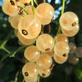 3 Mix Currant Bush Live Plants, Currant Plants Live to Grow 5 to 8 Inch Height, Sweet Currant Berry Fruit Starter Plant