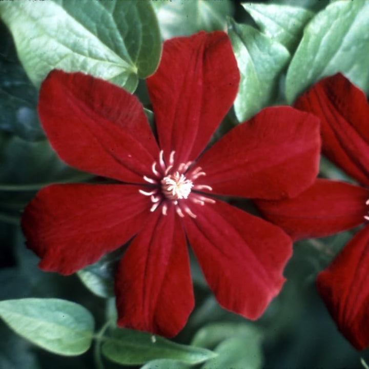 Clematis Vine Plants Live in Pot, 8 Months Old Seedlings Climbing Flowering, Outdoor Trellis Fences, Cold Hardy (Red Clematis)