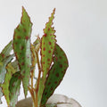 Begonia Live Plant, Begonia Plant, Begonias Live Plant Indoor, Begonia Plant Live, Begonia Houseplant 2.5 Inch Pot