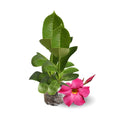 2 Pink Mandevilla Plants Live, Mandevilla Live Plant, Mandevilla Vine Plant, 4 to 6 Inc Tall, Shrub Plant Live for Indoor Outdoor, Mandevilla Plant Pot