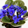 African Violet Live Plant in 4 Inch Pot, Flowering Houseplant, Easy Care Indoor Plant with Vibrant Blooms (Blue African Violet)