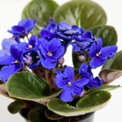 African Violet Live Plant in 4 Inch Pot, Flowering Houseplant, Easy Care Indoor Plant with Vibrant Blooms (Blue African Violet)
