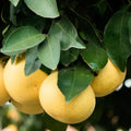 Ruby Red Grapefruit Tree Live Plant in Pot, 1 to 3 Ft Tall, Live Pomelo Tree for Growing