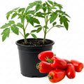 San Marzano Tomato Plant Live in 4" Pot, 4-6 Inch Tall Starter Plant, Live Tomato Seedlings for Garden and Container Growing