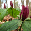5 Red Trillium Bulbs for Planting Outdoors, Wood Lily Bulbs, Ornamental Plant for Garden