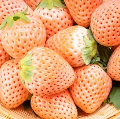 White Carolina Pineberry Plants 10 Roots Bareroot Pineapple Strawberry Flavor, Delicious