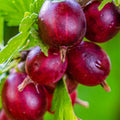 Gooseberry Plant Live, Gooseberry Bush Live Plant Fully Rooted in Soil, 5 to 9 Inch Tall, Gooseberry Fruit Tree