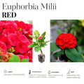 Red Crown of Thorns Plant Live in Pot, Euphorbia Milii Live Plants Very Hardy Houseplant Home Decoration, Year Round Blooming