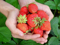 Pack 10 Sweet Juicy Strawberry Plants Live for Planting Outdoors, 3 to 4 Inch Tall, Well Rooted Strawberry Plants