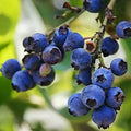 Blueberry Bushes Live Plant 8 to 15 Inch Tall, Sweet Blueberry Plant Live for Planting, Blueberry Shrubs (Northblue Blueberry)