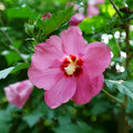 1 Dark Pink Rose of Sharon Plant Live 4 Inch Pot, Hardy Hibiscus Shrub with Vibrant Blooms, Althea Hibiscus Syriacus Flowers