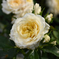 White Rose Bushes Ready to Plant, Climbing Roses Live Plants Fragrant, 6-8 Inc Tall in Pot, Year-Round Blooming, Can Grow as Bush or Climber