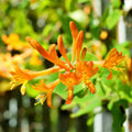 Mandarin Climbing Honeysuckle Plant Live, Fragrant Honeysuckle Plants Vine Bushes in 2.5 Inch Pot
