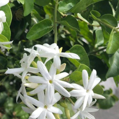 2 White Jasmine Plants Plugs, 3 to 6 Inc, Tea Jasmine Plant, Fragrant Outdoor Indoor White Flower Blooms