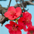 Quince Flowering Live Plant in 4'' Pot, Double Red Quince Tree, 4-6'' Tall, Quince Flower Shrub Plant for Outdoor Planting, Ready to Grow