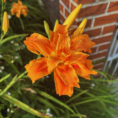 10 Double Orange Daylily Bulbs for Planting, Daylilies Perennial Bulbs, Annual Flower Bulb for Gardening