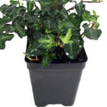 Ivy Plant Live Fast-Growing, Potted 3-5" in Tall, Climbing Indoor Outdoor Houseplant, Easy Care Trailing Vine, Fast Growing Small Starter Plant for Home Office Décor (Mini English Ivy)