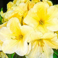 1-2 Ft Yellow Rhododendron Plants Live, Azalea Rhododendron Bush Shrubs in 1 Gallon Pot for Planting, Azalea Bush Ready Plant, Live Rhododendron Plant Azalea