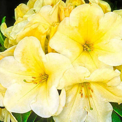 1-2 Ft Yellow Rhododendron Plants Live, Azalea Rhododendron Bush Shrubs in 1 Gallon Pot for Planting, Azalea Bush Ready Plant, Live Rhododendron Plant Azalea