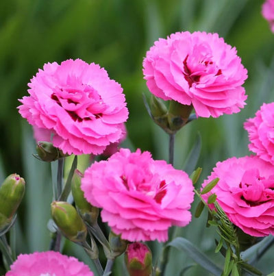 Dianthus Perennial Plant Live for Planting Outdoors, Dianthus Pink Blooms, Very Fragrant in Pot, Easy for Gardening