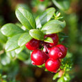 American Cranberry Trees Low Bush Groundcover in 3 Inc Pot, Red Cranberries Tree Viburnum Plant, Edible Cranberry Tree Live for Planting