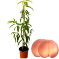 Grafted Peach Tree Live Plant, Well Rooted Peach Plant 1 Feet Tall for Planting Outdoor, Dormant, Ready to Bear Fruit Within 1-2 Years (Elberta)