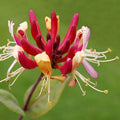 Yellow Pink Honeysuckle Bush Climbing, Honeysuckle Plant Live Vine, Fragrant Lonicera Perennial Bushes Shrubs Potted