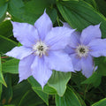 Clematis Vine Plant Live for Planting, Clematis Plants Live, 4 to 6 Inch Tall, 2.5 Inc Pot Well Rooted, Clematis Seeds Perennial, Lavender Purple