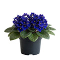 African Violet Plant, Violet Live Plant, 3-5 Inc Tall, Blue Blooms