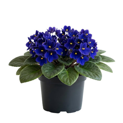 African Violet Plant, Violet Live Plant, 3-5 Inc Tall, Blue Blooms