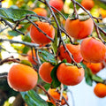 American Persimmon Tree Live Plant in Quart Pot, 6 to 12 Inc Tall, Persimmons Fruit Trees Live Plants Well Rooted, Large and Sweet Fruits