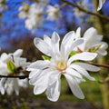 Star Magnolia Tree Live Plant, White Magnolia Shrub Tree Live Plant in 2.5" Pot, 6-12 Inches Tall