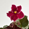 Red African Violet Plant Live, Red Violet Flower, 3-5 Inches Tall