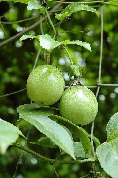 Passion Fruit Plant Live 4-7 Inch, Passionfruit Vine for Outdoor Garden, Tropical Climbing Vine for Trellis, Fence or Backyard Growing (High Yield Passionfruit)