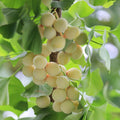 Ginkgo Plant in Quart Pot, 6-12 Inch - Leafless in Winter, Perennial Ginkgo Plants, Strong Roots, Live Shade Plants for Home Garden