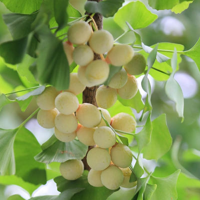 Ginkgo Plant in Quart Pot, 6-12 Inch - Leafless in Winter, Perennial Ginkgo Plants, Strong Roots, Live Shade Plants for Home Garden