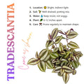 2 Zebrina Wandering Jew Plants Live Houseplants, Rooted Cuttings Tradescantia Live Plant for Décor, Fast-Growing and Easy to Grow, Starter Size
