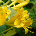 Yellow Climbing Honeysuckle Plant Live, Fragrant Honeysuckle Plants Vine Bushes in 2.5 Inch Pot