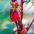 Red Roselle Hibiscus Live Plant in 4 Inch Pot, Sabdariffa Roselle Jamaican Flower Plant for Outdoor Planting, 4-6" Tall