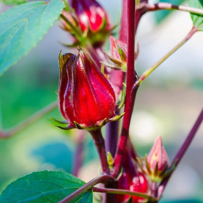Red Roselle Hibiscus Live Plant in 4 Inch Pot, Sabdariffa Roselle Jamaican Flower Plant for Outdoor Planting, 4-6" Tall