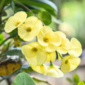 Yellow Crown of Thorns Plant Live, Euphorbia Milli Plant, Yellow Flower Plants for Growing, 4 to 6 Inch